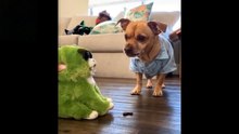Funny Animals Video 2023❤️