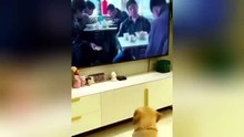 Funniest Cats & Dogs of  🐾😂  Try Not To Laugh Challenge!