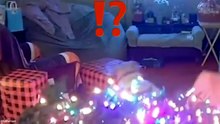Funniest Christmas Animal Videos  😂 Dogs and Cats on Holidays🎄