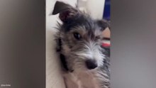 Funniest Dogs 🐶, Cats 🐱 & Cute Animals ❤️ You Can’t Miss!
