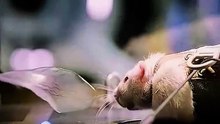 He Thought It Was Just a Mouse... He Was Dead Wrong