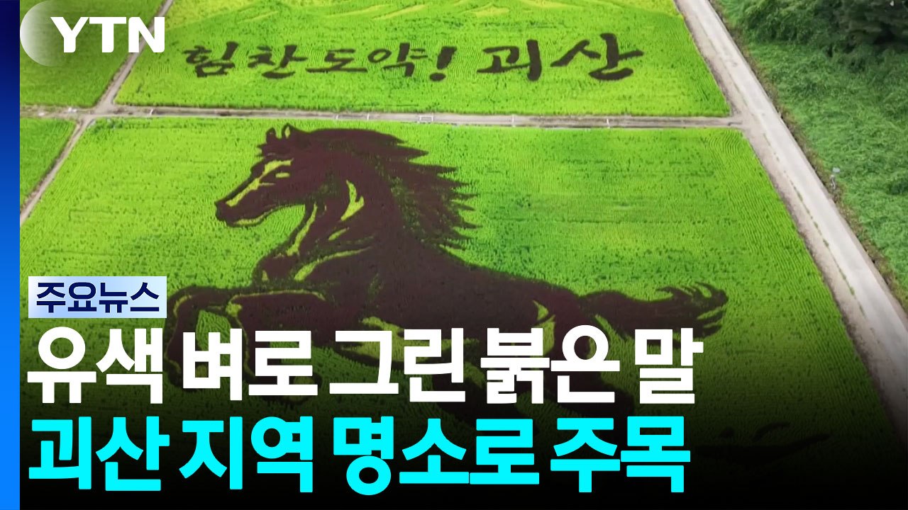 유색 벼로 그린 붉은 말...괴산 지역 명소로 주목 / YTN