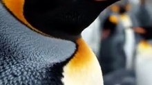 Kings of the Ice