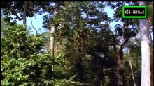 Indonesia Salvaje: Desterrados de las Islas - Documental (2000) - Español Latino