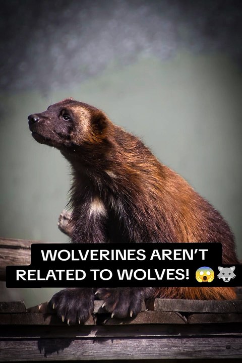 Wolverines Are NOT Related to Wolves! 😱🐺