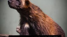 Wolverines Are NOT Related to Wolves! 😱🐺