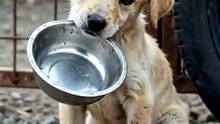 This little one is so thin… ribs showing, empty bowl in his mouth