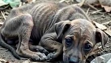 This little soul broke me 💔 Look at those eyes…