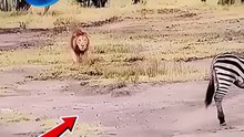 Animal related videos☺️