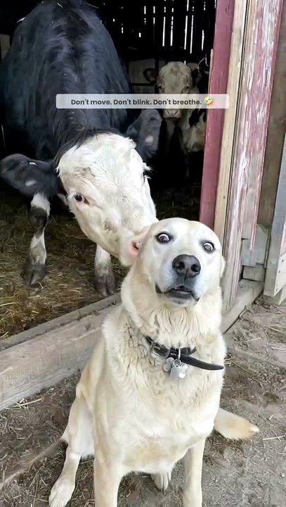 That face says, Maybe if I freeze, they'll forget I'm here