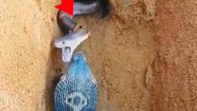3 snake fight for our home