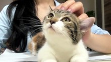 #funny_pets_animals_funny