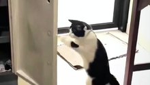 #funny_pets_animals_funny