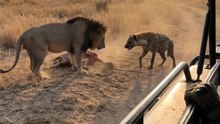 The hyena knew exactly who was standing in front of him… and still refused to back down. 🦁😳
