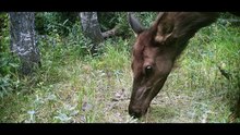 Willow Diary of a Mountain Lion