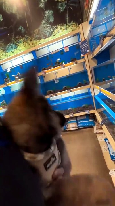 Funny German Shepherd dogs🐾🐾🐾 #puppy#cute#reels#viralvedio#shortvedio