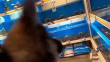 Funny German Shepherd dogs🐾🐾🐾 #puppy#cute#reels#viralvedio#shortvedio
