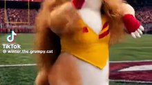 A shakira cat