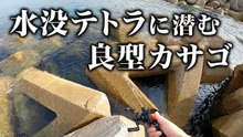 【穴釣り】水没テトラで良型カサゴが釣れました！