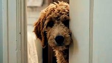The Secret Reason Your Doodle Follows You To The Bathroom