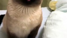 #funny_pets_animals_funny