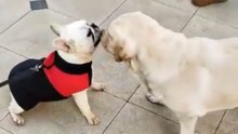 Old Buddies Meet