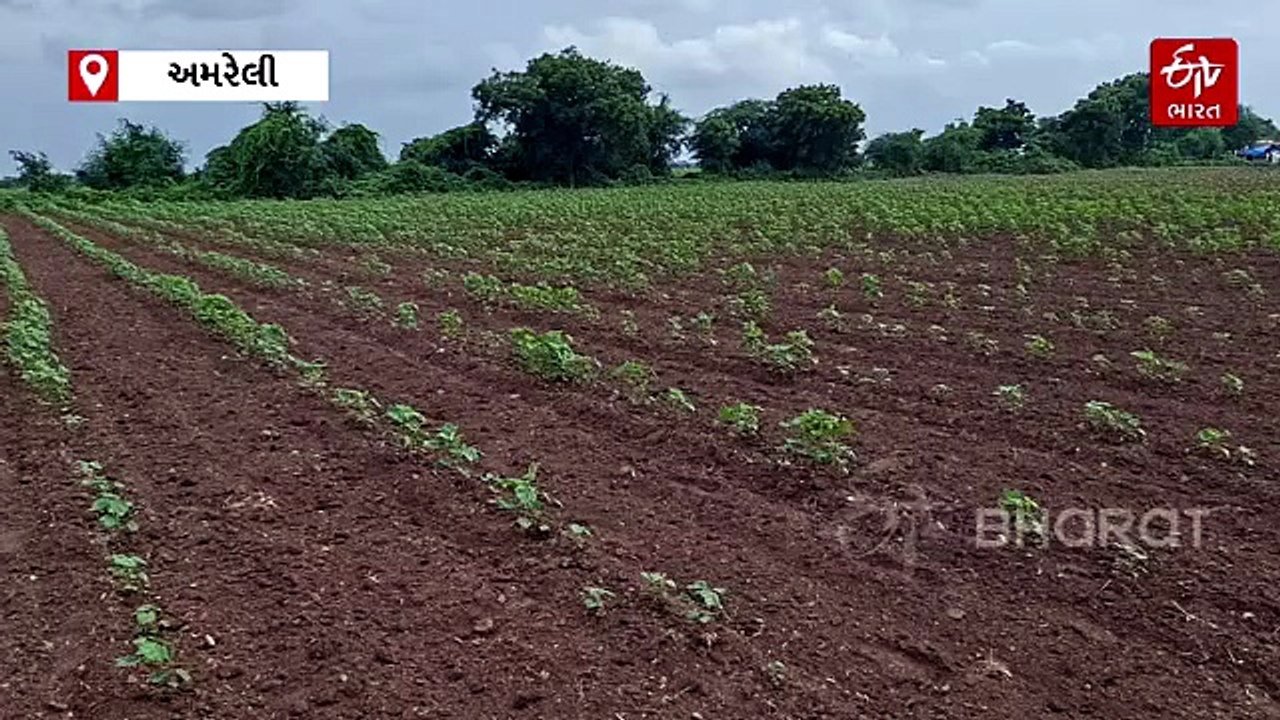 ગુજરાતમાં મેઘરાજા રૂઠ્યા! 76 લાખ હેક્ટરથી વધુ ખ...