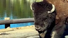 Wild animal