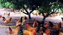 Country chicken
