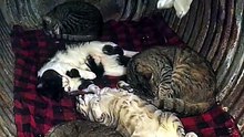 😹 Funny Cat Compilation 2026 – Non Stop Laughter Guaranteed  41