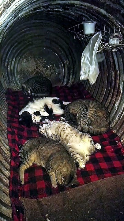 😹 Funny Cat Compilation 2026 – Non Stop Laughter Guaranteed  41