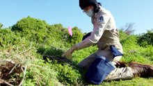 Australia’s first bird flu case in a mammal found in SA