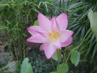 Master Calligraphers at Work