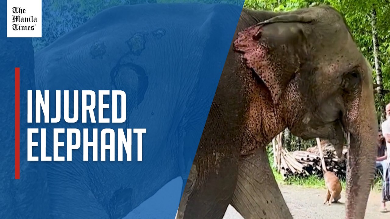 Flood-rescued elephant Joymoti airlifted to Van...