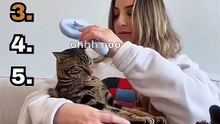 The Best Dramatic Cat Moments 😸😸😸