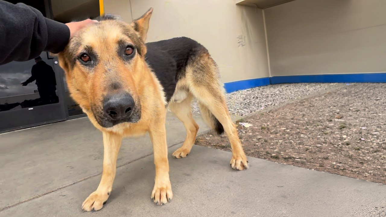 German Shepherd Waits Outside Walmart For Someone