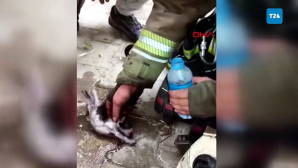 İtfaiye erlerinden, alevlerin arasından kurtardıkları kediye oksijen tedavisi