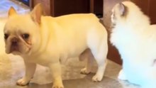 Silent But Deadly Attack On The Cat