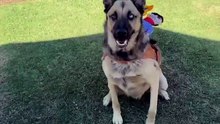 Cowboy Pet Costume – Saddle Up, Pardner! 🤠🐾