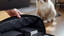 Ragdoll Cat Discovers the Open Laptop Bag