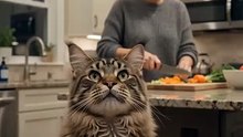 Maine Coon Discovers the Kitchen Island