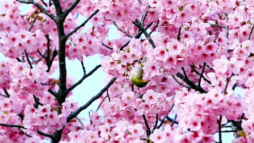 🌸 Chant des Oiseaux du Printemps 🕊️ Musique Relaxante Nature – Détente, Sommeil Profond Méditation