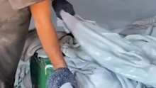 Fleshing – Removing Excess Fat & Flesh – machines scraping the flesh layer off the hide part5
