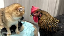 New Funny Animals  Funniest Dogs and Cats Videos (2)