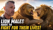 LION MALES Have to Fight for Their Lives! | The Lion Whisperer