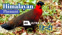 Himalayan Pheasant: A Natural Beauti Wildlife Bird