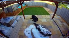 Funny Animal Videos 😂 - Best Cats & Dogs of  🐱🐶