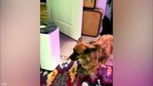 Funny Animal Videos 😂 The Best Funniest Pet Moments Caught on Camera 🐶😹