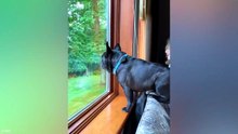 Funny Animals Being Comedy Gold 🏅Funniest Pets Ever 🤣