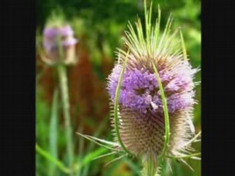 Chardons du marais de Fenain